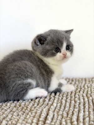 BRITISH SHORTHAIR FEMELLE BLEU ET BLANC