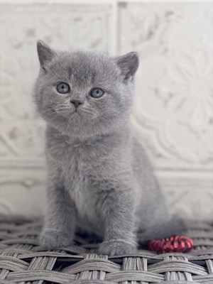  Femelle British Shorthair Bleu