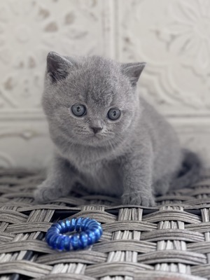  Mâle British Shorthair Bleu