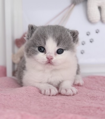 MÂLE BRITISH SHORTHAIR BLEU ET BLANC
