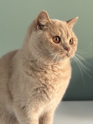 Femelle British Shorthair Crème