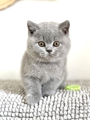 MÂLE BRITISH SHORTHAIR BLEU