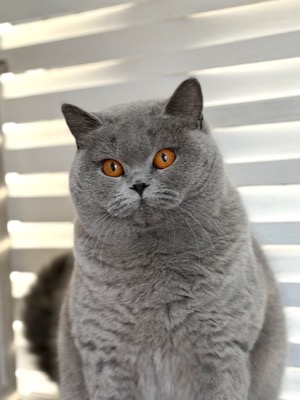 Femelle British Shorthair Bleu