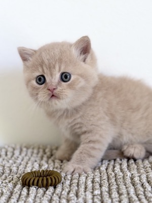 MÂLE BRITISH SHORTHAIR CRÈME