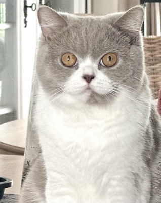 FEMELLE BRITISH SHORTHAIR LILAS ET BLAN