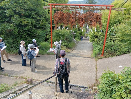 写真１．走田神社　勧請縄
