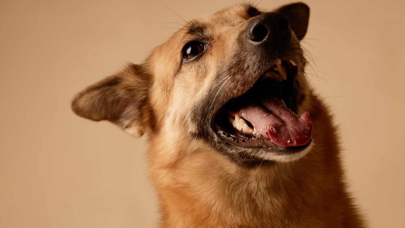 Wenn Hunde auf unseren inneren Aufruhr reagieren