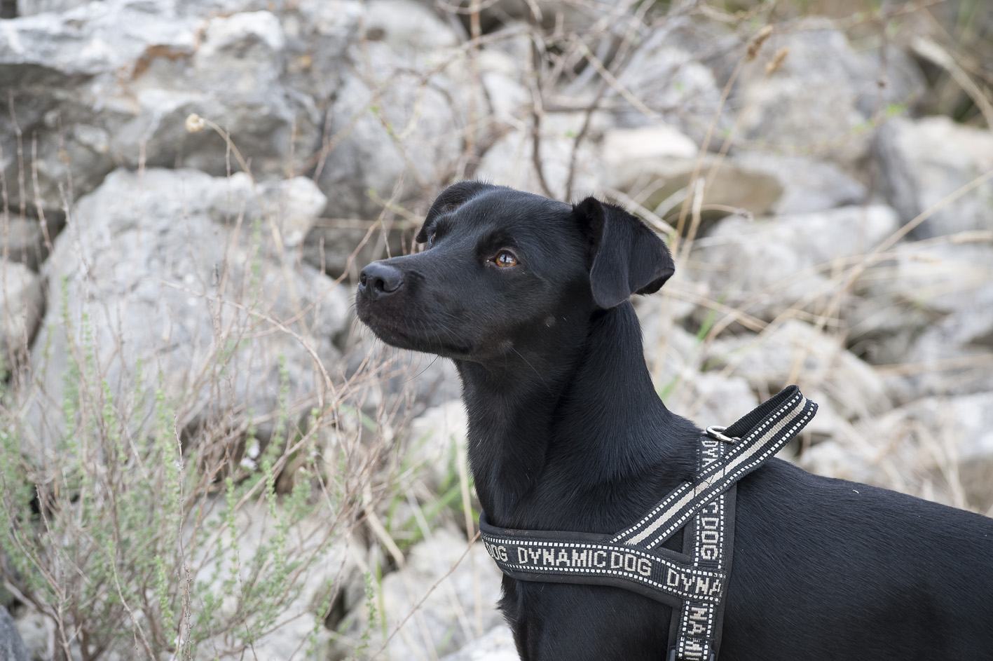 Luis, schwarzer Hund
