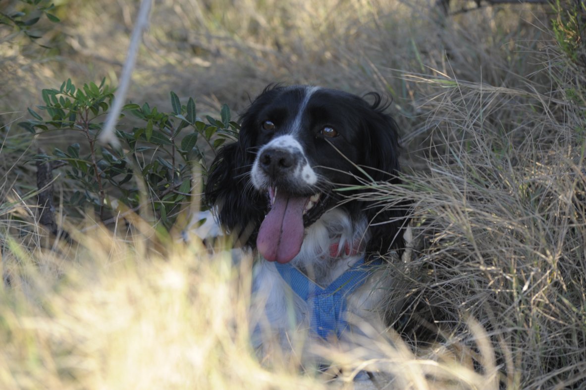 Sina, Hund in der Natur
