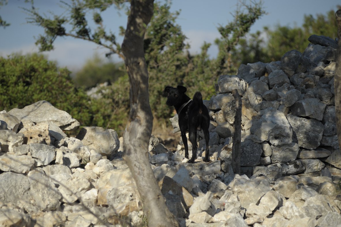 Luis, Hund in der Natur