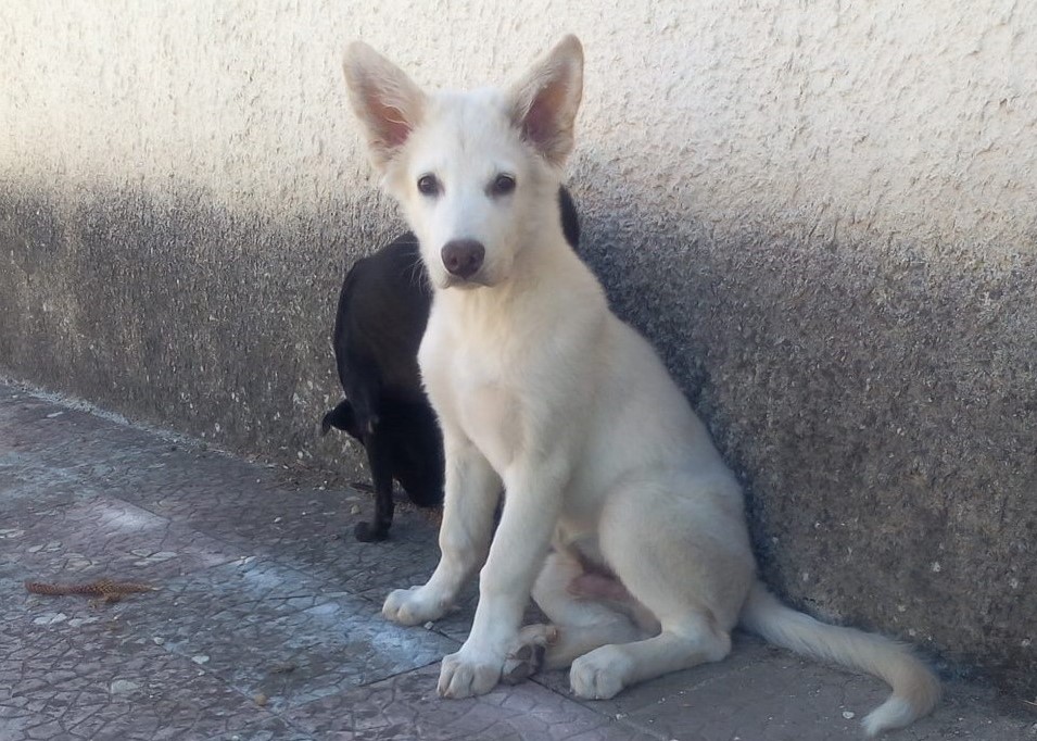 sitzender weisser Hund