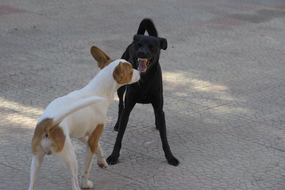 zwei Hunde die streiten
