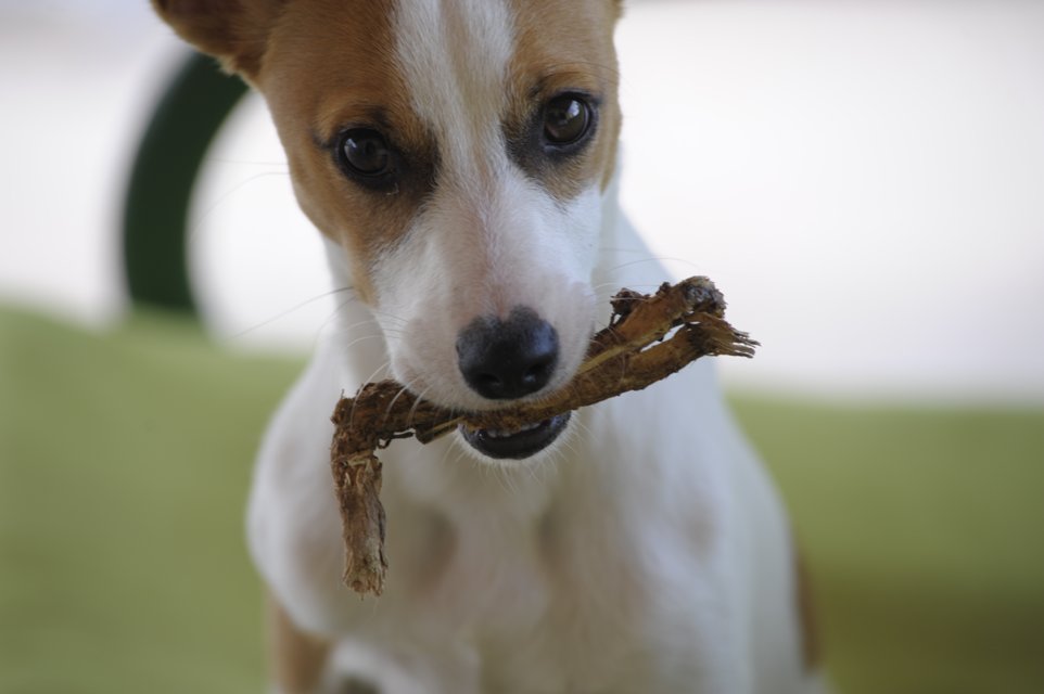 Snoopy, Jack Russel Mischling