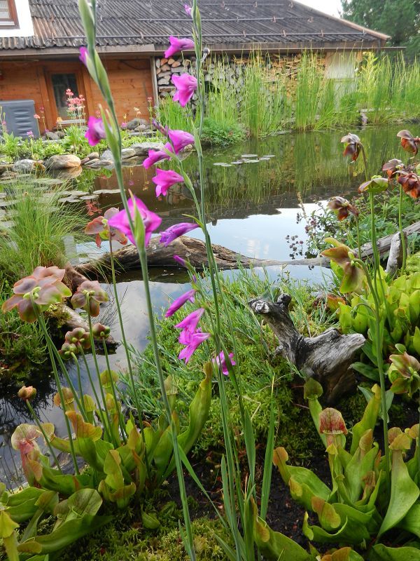 Gladiolus Palustri  Sumpfgladiole