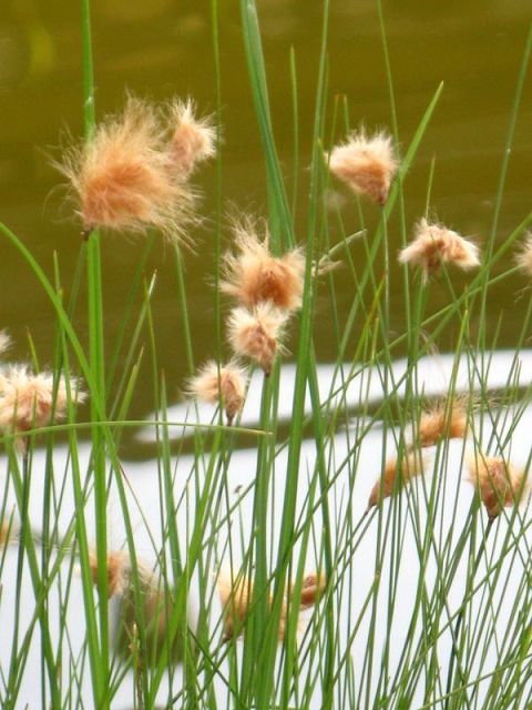 Eriophorum russelianum Russisches Wollgras