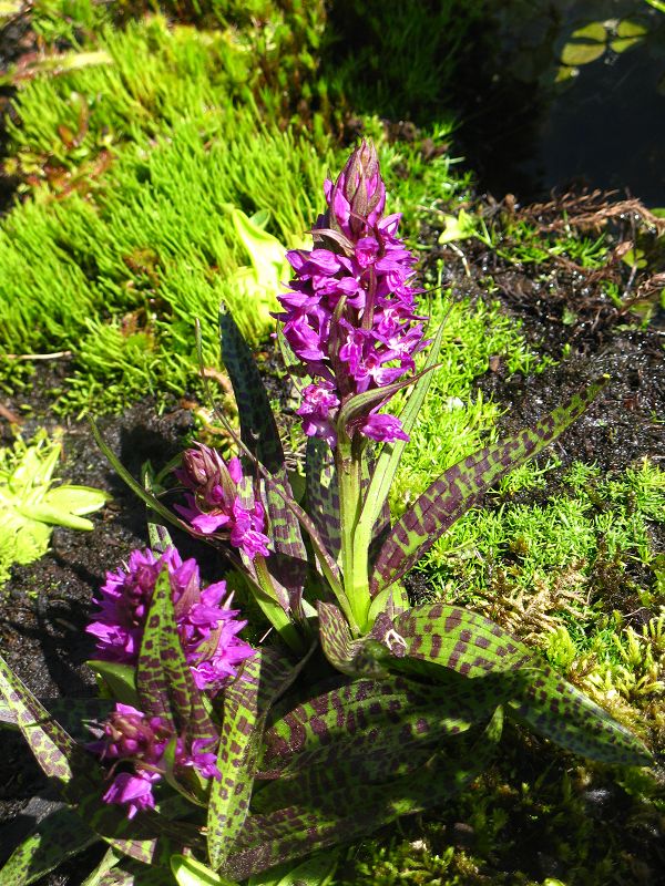 Dactylarhiza 