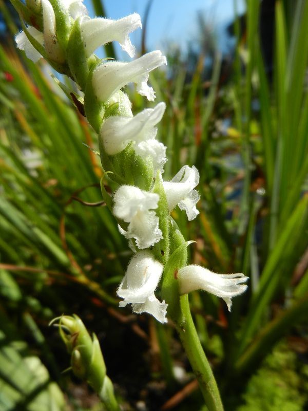 spiranthes -Drehwurz