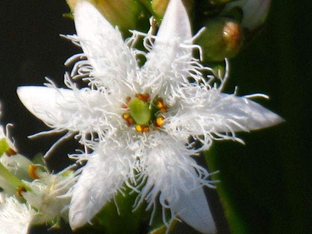 Menyanthes trifoliata Fieberklee