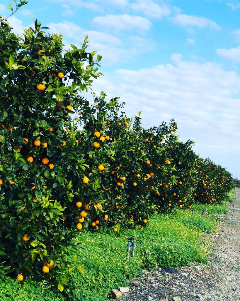 sonnenverwöhnte Orangen auf unserer Plantage
