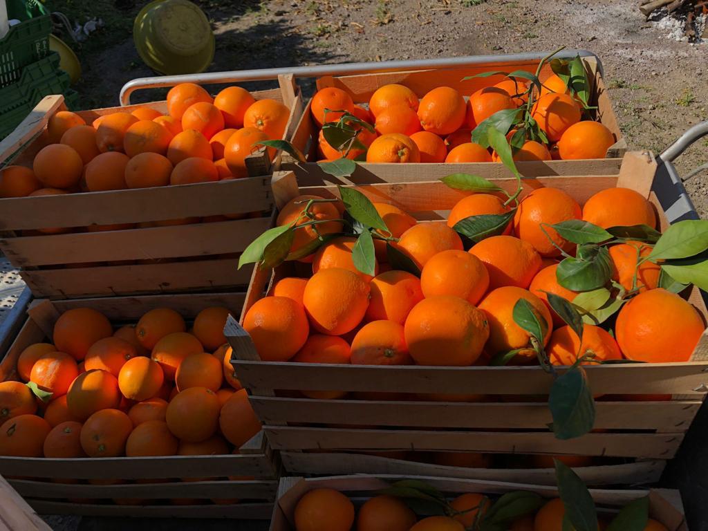 regelmäßig zur Saison frisch geliefert direkt aus Sizilien