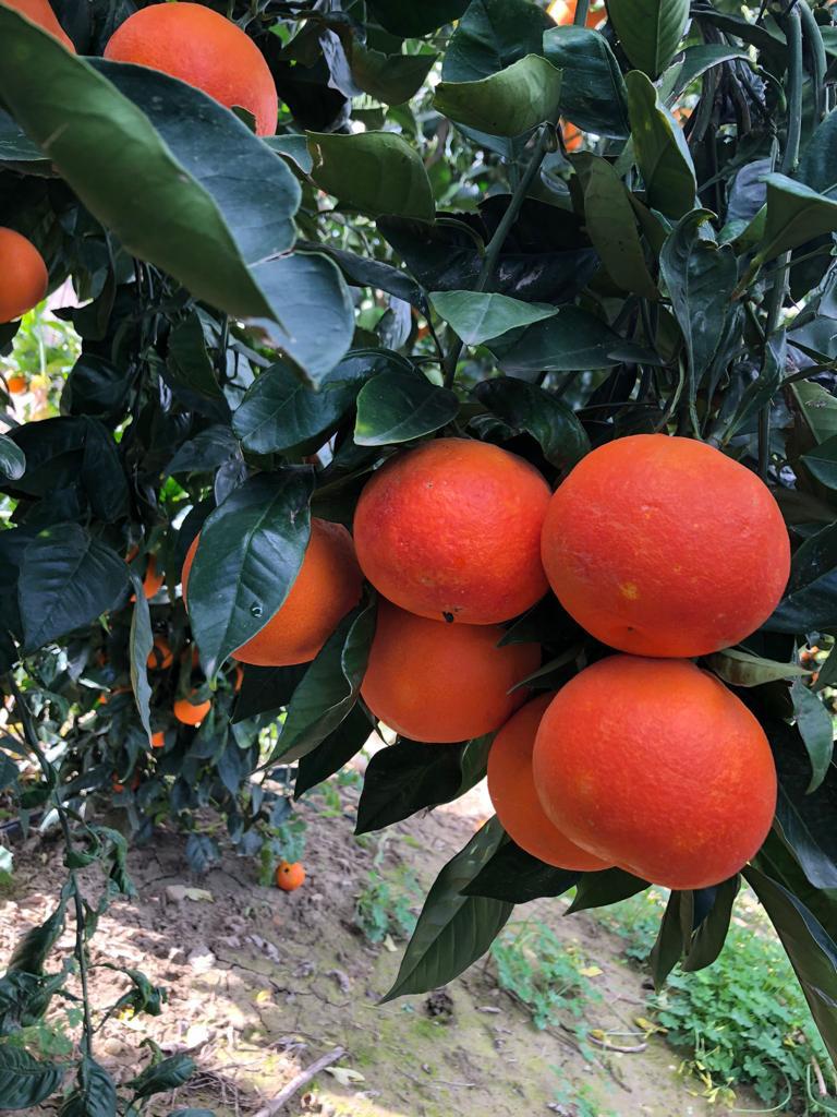 zuckersüße & reife Orangen