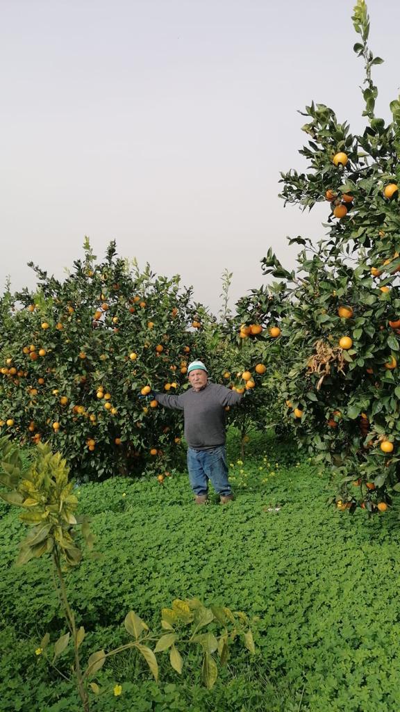 mein Vater auf der Orangenplantage