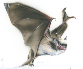 Wasserfledermaus