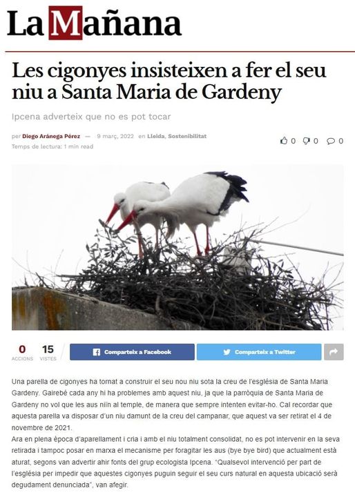 Les cigonyes insisteixen a fer el seu niu a Santa Maria de Gardeny