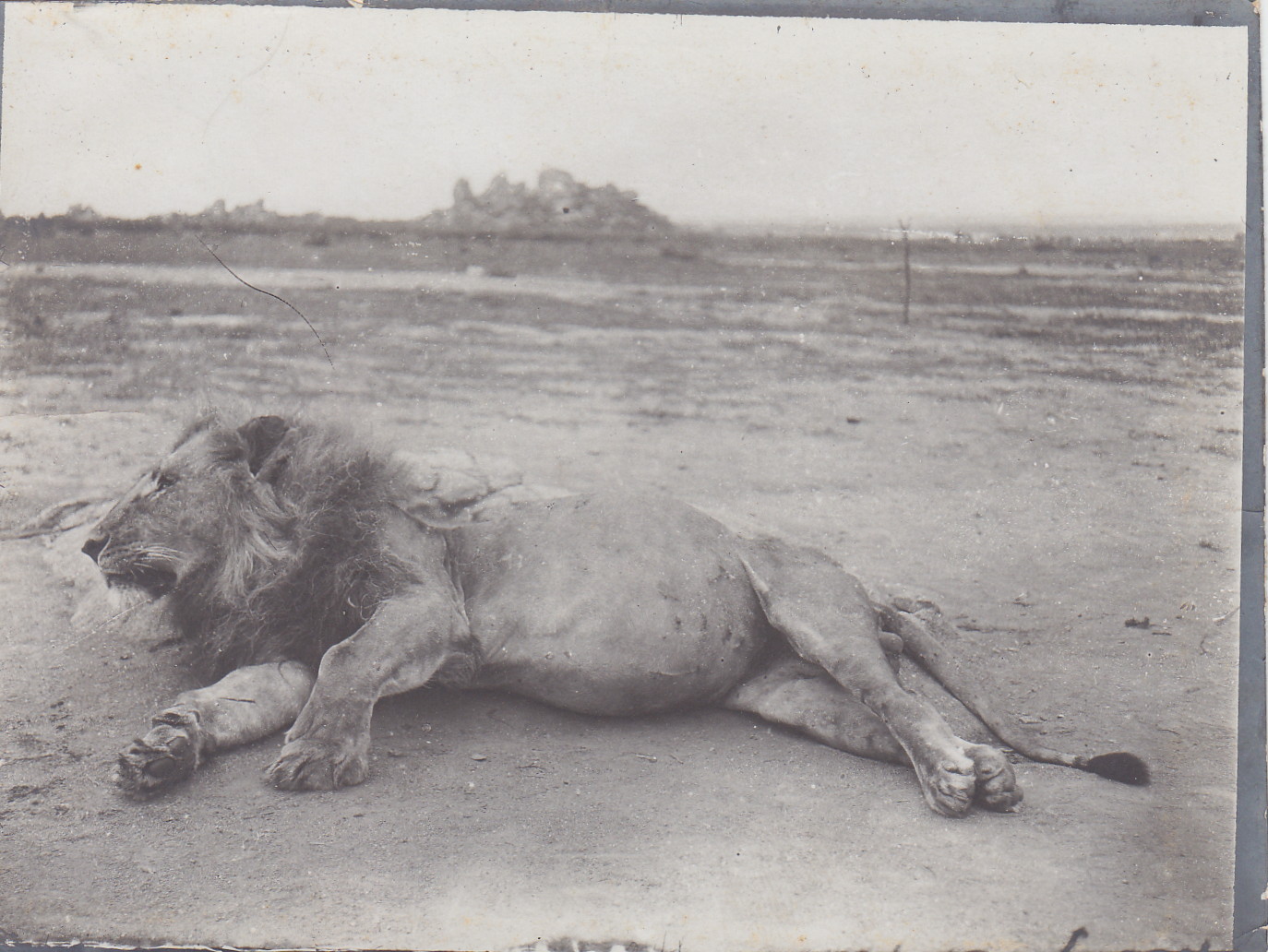 Erlegter Löwe in der Nähe von Ujidji - Tanganjika-See