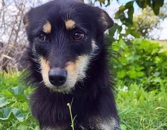 img12