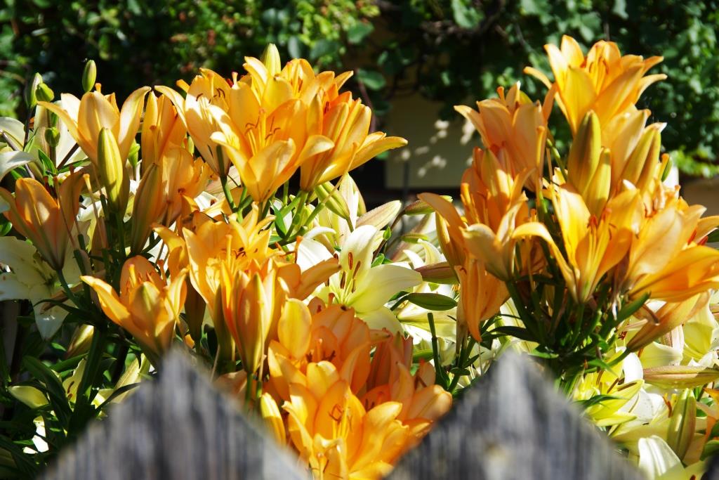 Lilien+Kaiserkronen - Gartenbauverein Lampoding