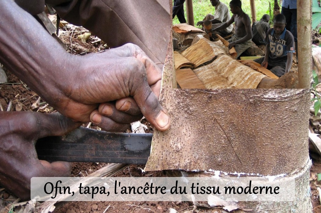 Tapa en Côte d'Ivoire  : étape du décapage de l'écorce