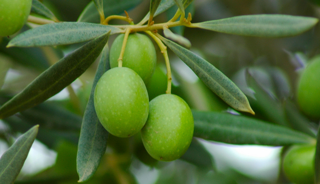 Olive dal Giardino di Alessandro