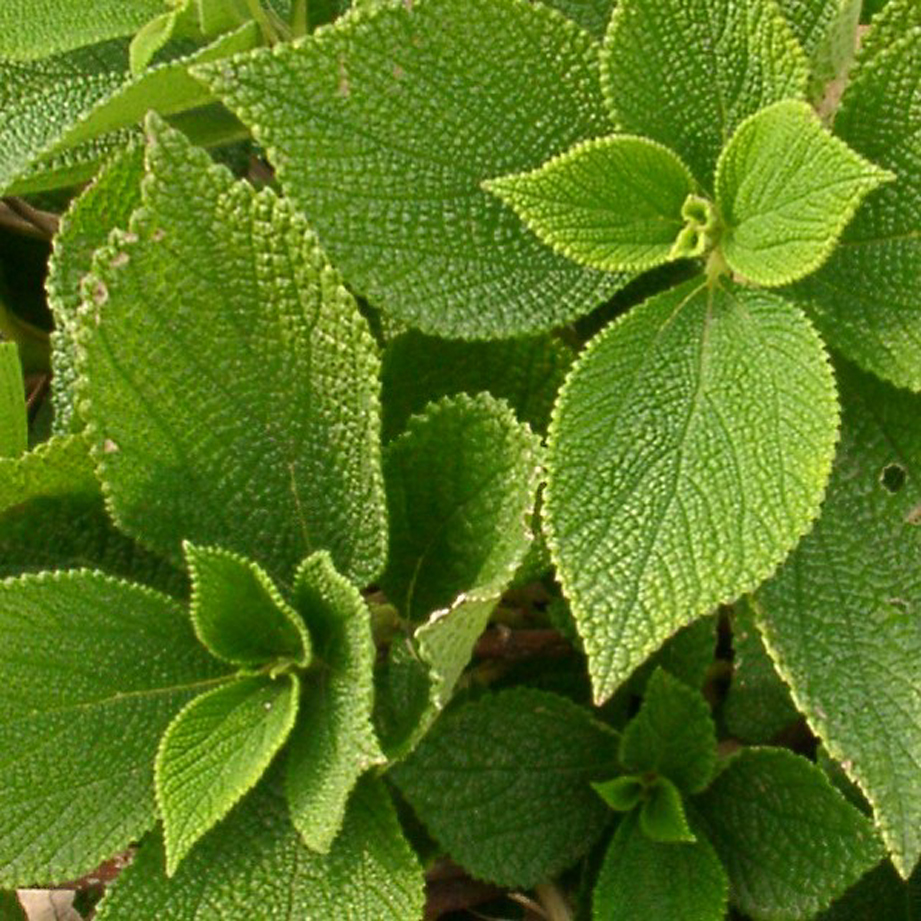 フラワー・ガーデニング Botanize SEN M size type B Botanize SEN M size type B 【公式通販】