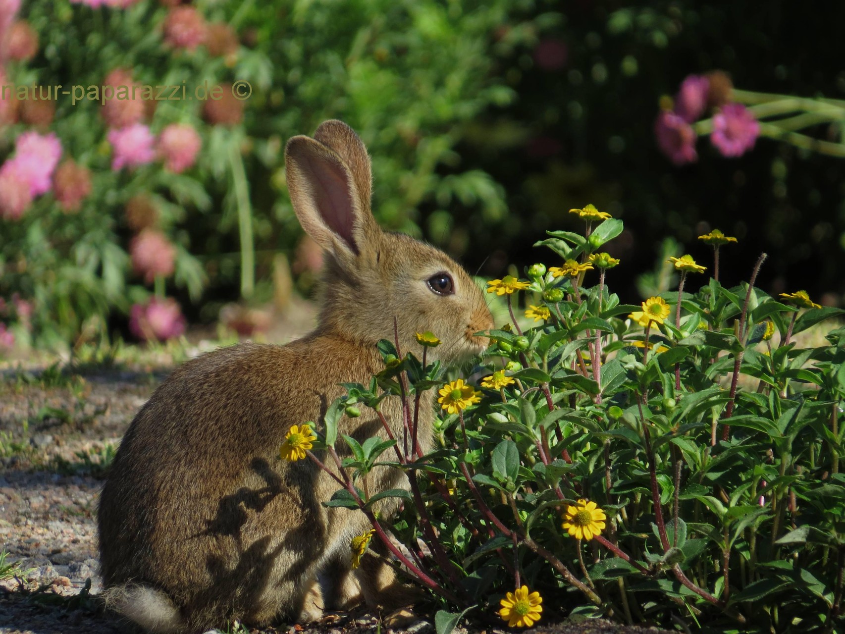 Junges Wildkaninchen