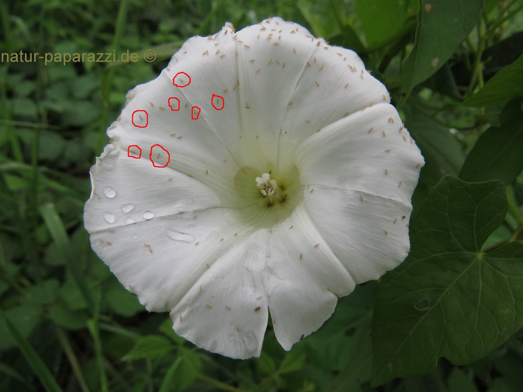 Mini Insekten (Fransenflügler)