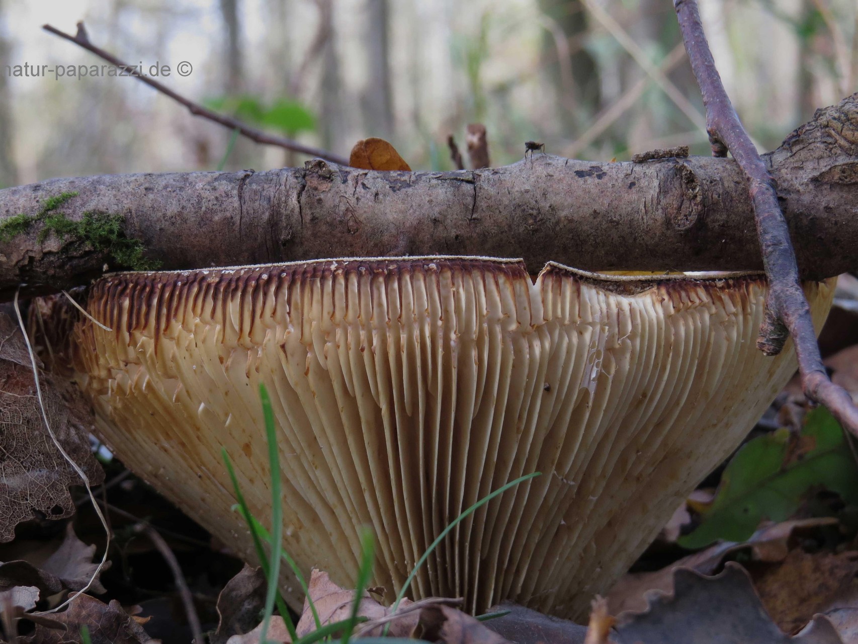 Der Pilz ist unter dem Zweig gewachsen.