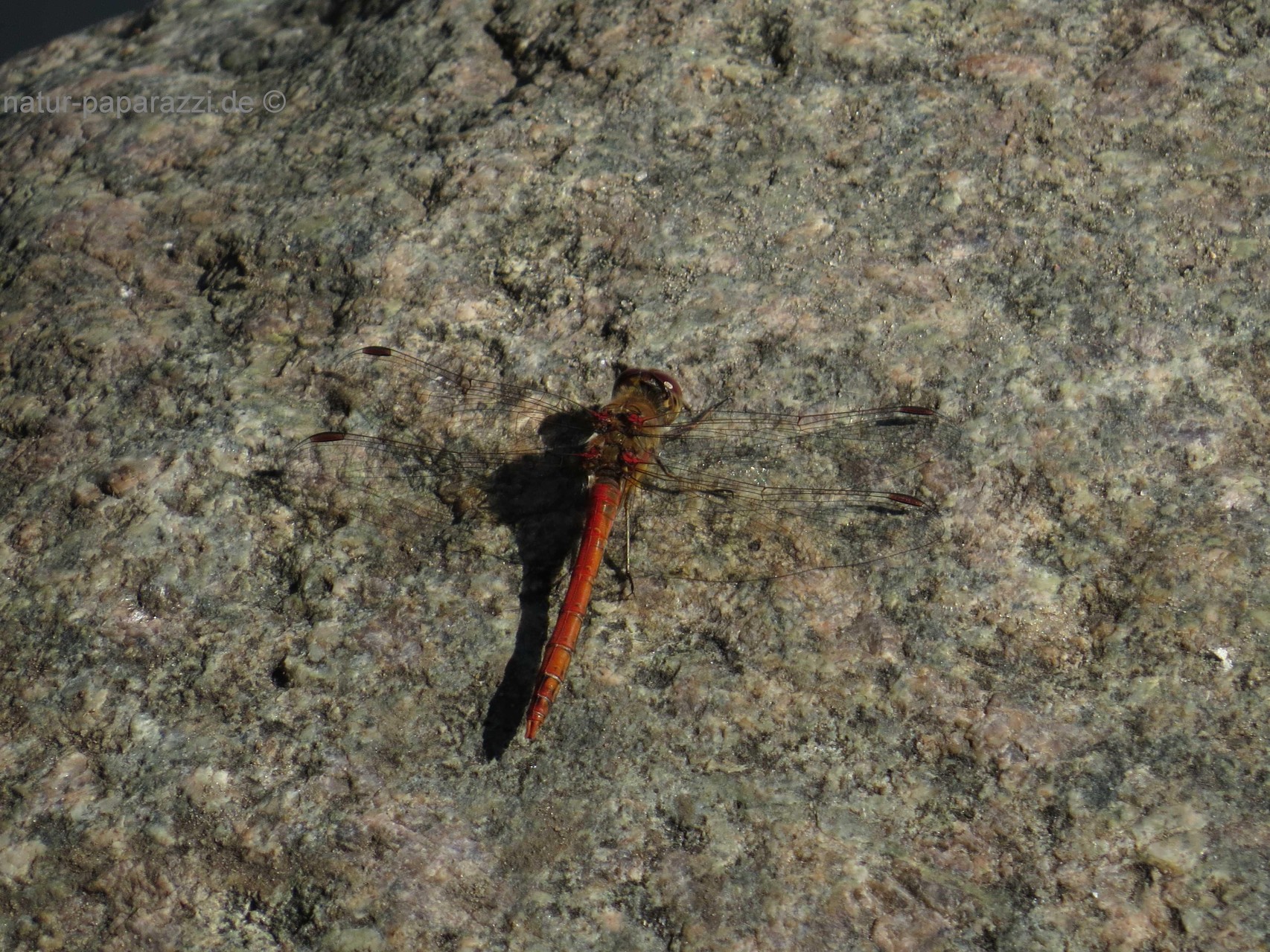 Blutrote Heidelibelle