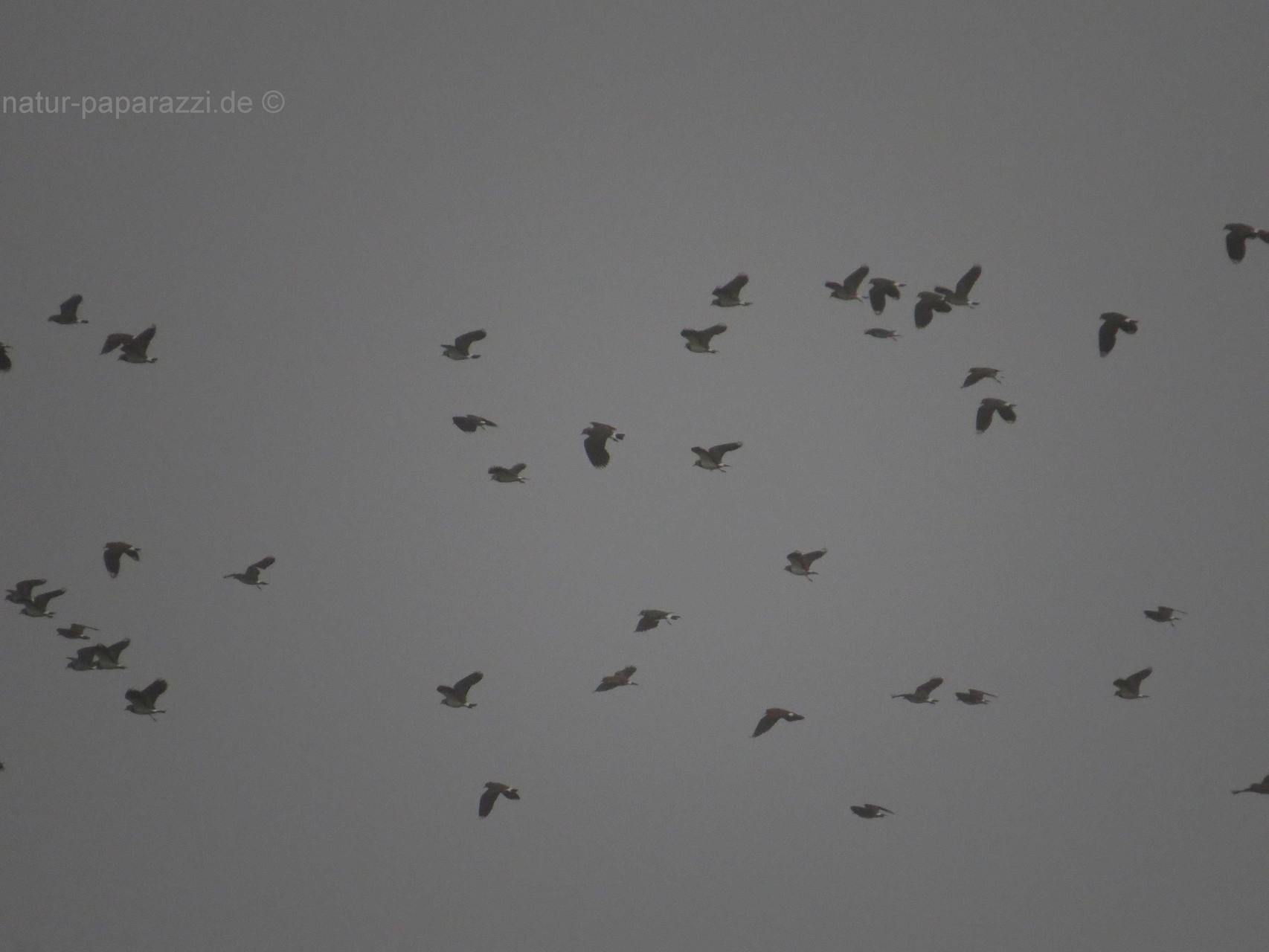 Der Kiebitz war 1996 Vogel des Jahres. In Deutschland gehört er nach § 10 (2) Nr. 11 BNatSchG zu den streng geschützten Arten. Leider war an dem Tag der Himmel total grau.