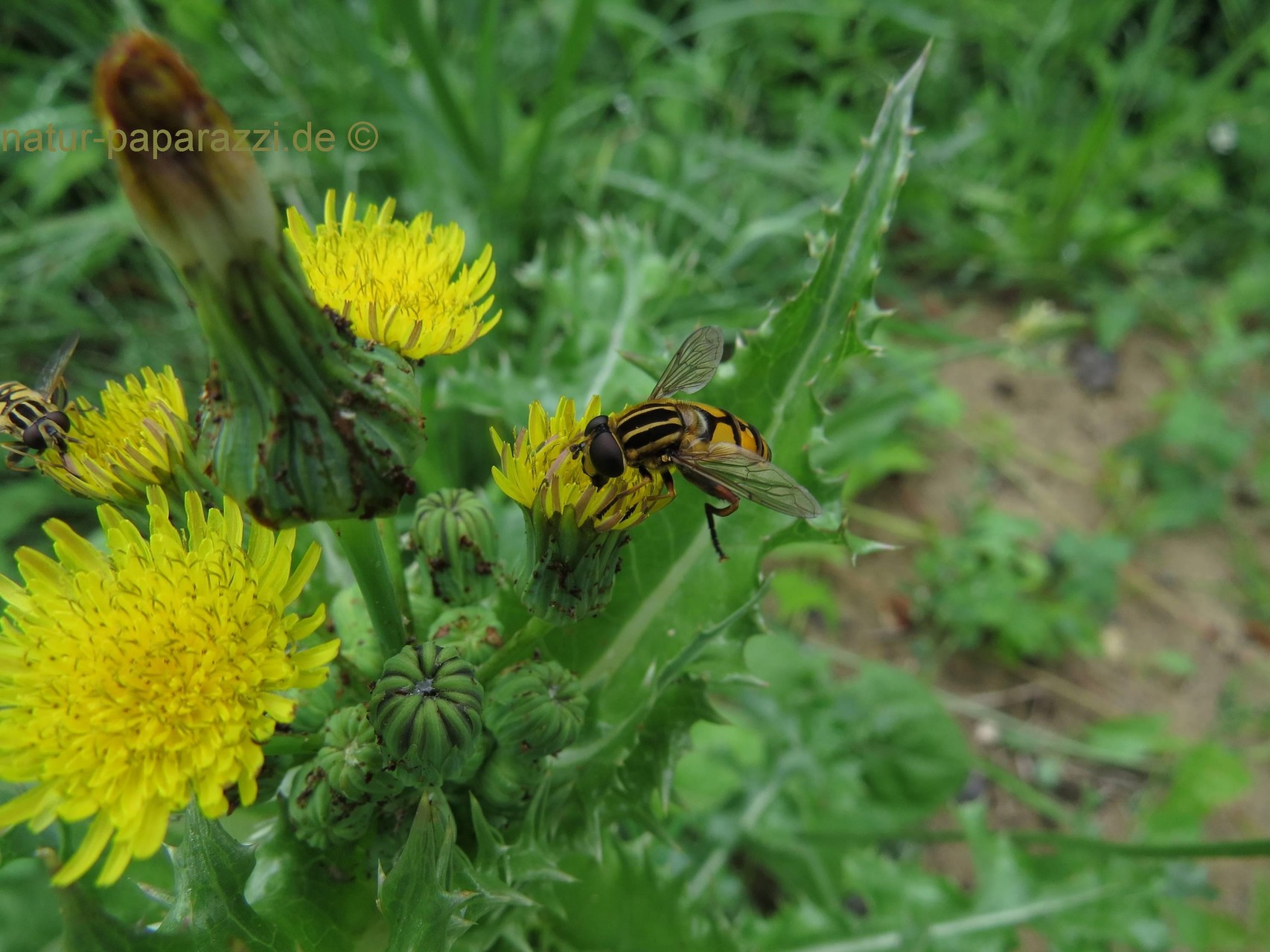 Gemeine Sumpfschwebfliege (Helophilus pendulus)