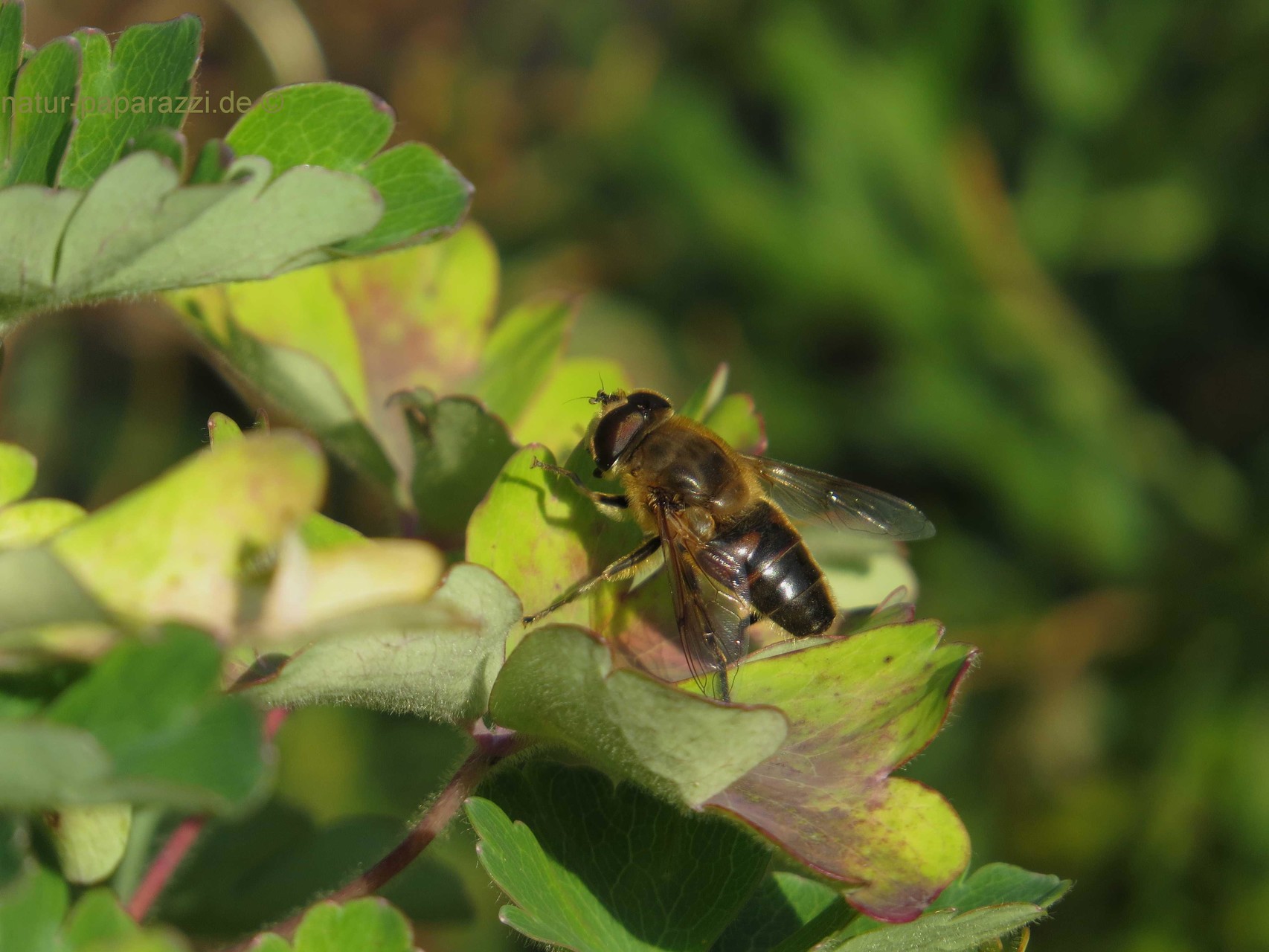 Gemeine Keilfleckschwebfliege Männchen. Der Name stammt vom keilförmigen Hinterleib. Die Larven haben ein Atemrohr und entwickeln sich in schlammigen oder fauligem Wasser.