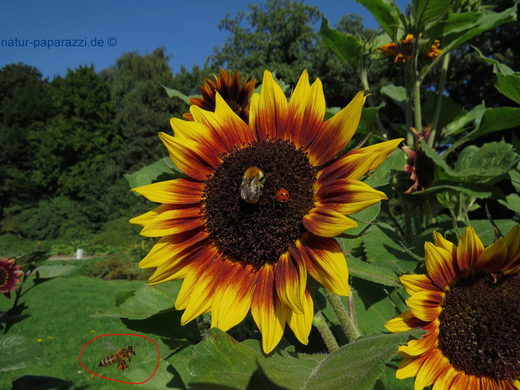Wer kann bei so einer schönen Sonnenblume schon widerstehen?