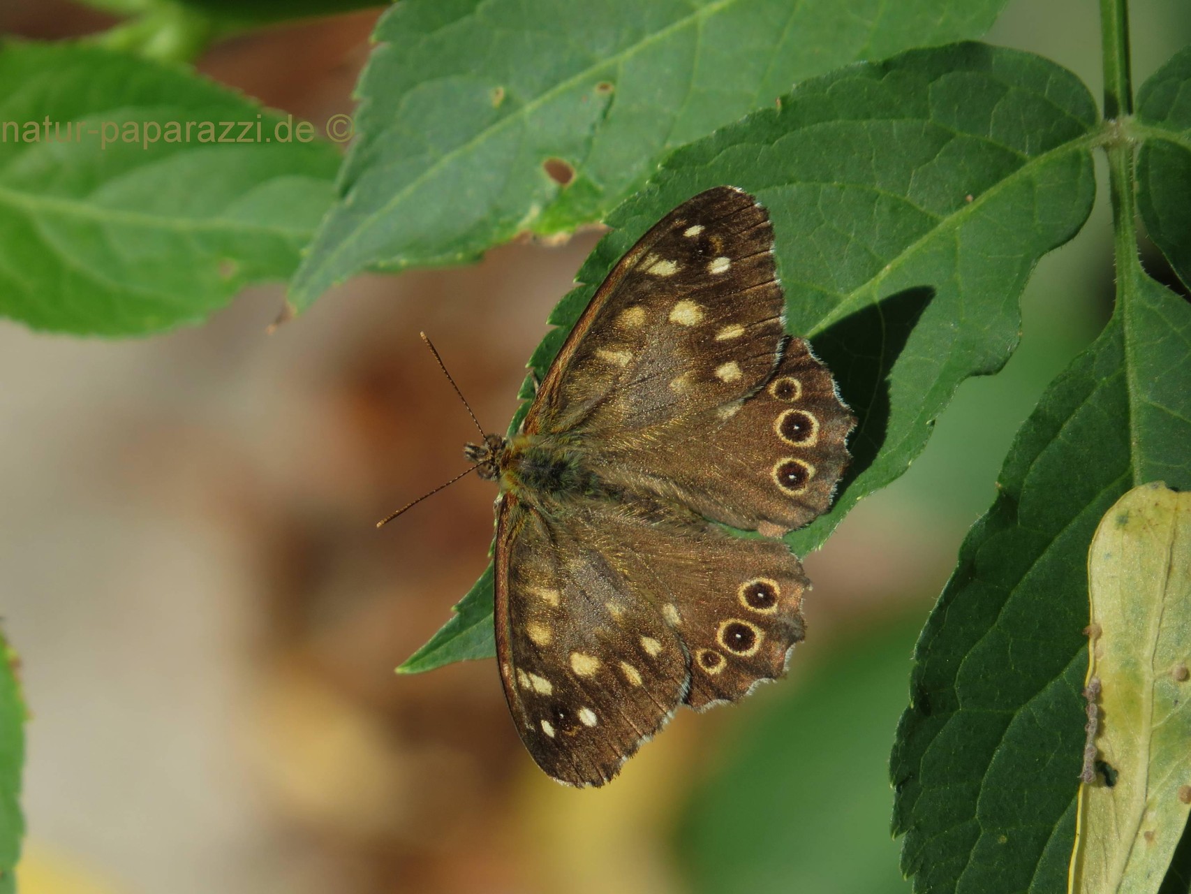 Waldbrettspiel a 