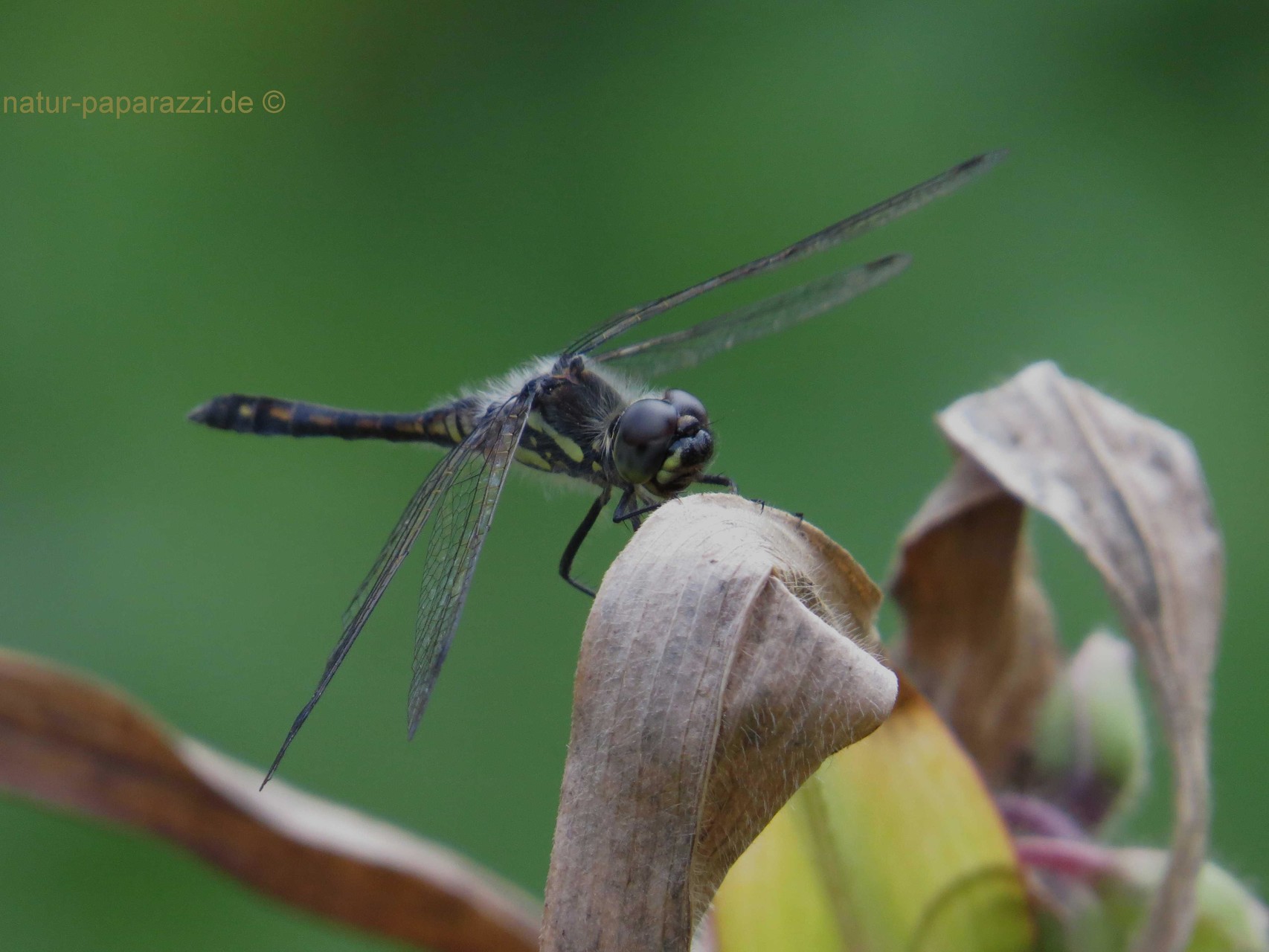 Schwarze Heidelibelle Männchen 