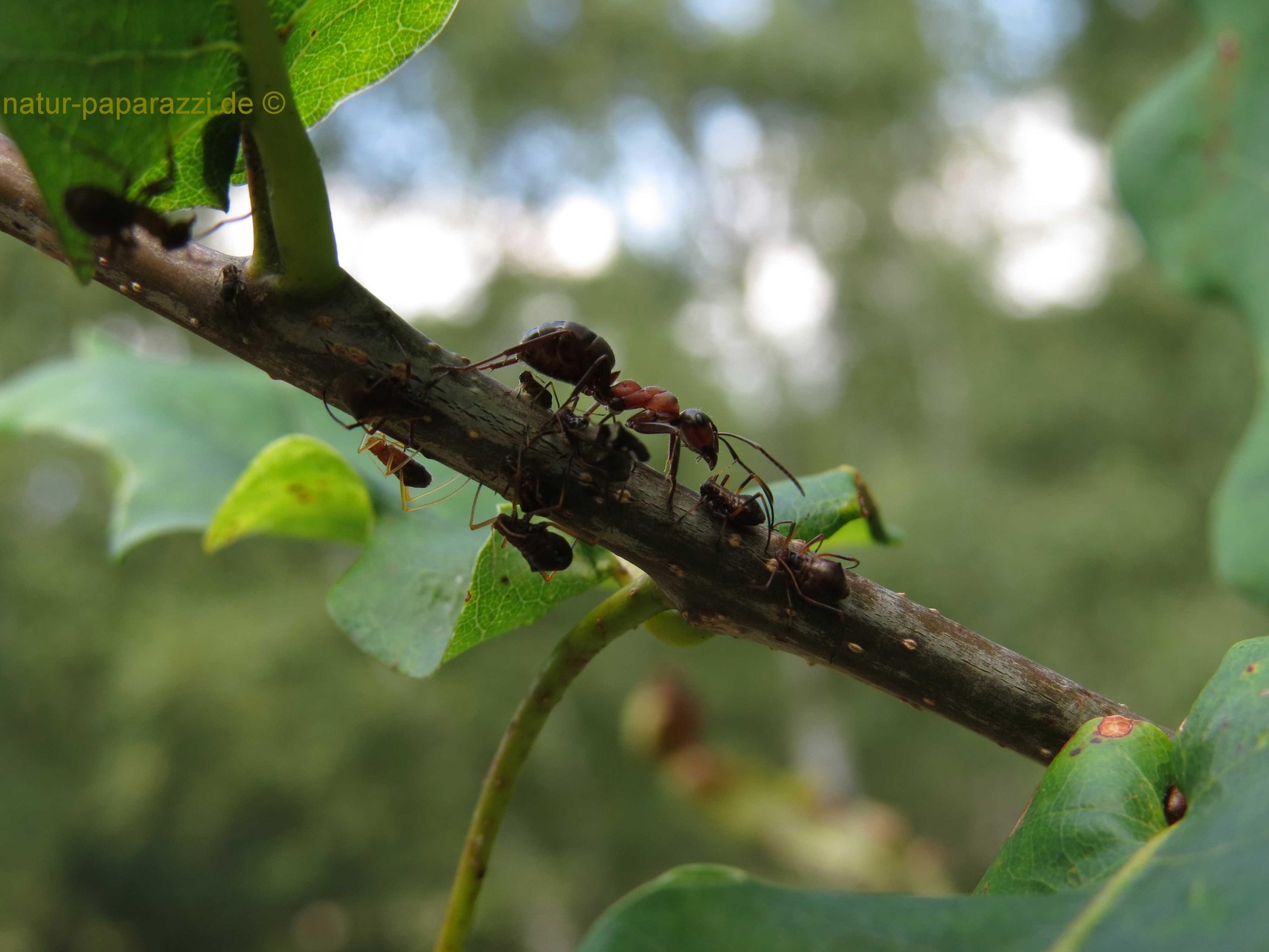 Rote Waldameisen (hier auf der "Läusefarm") sind besonders geschützten Tierarten. Viele Waldameisen sind gefährdet und auf der Roten Liste der gefährdeten Arten.