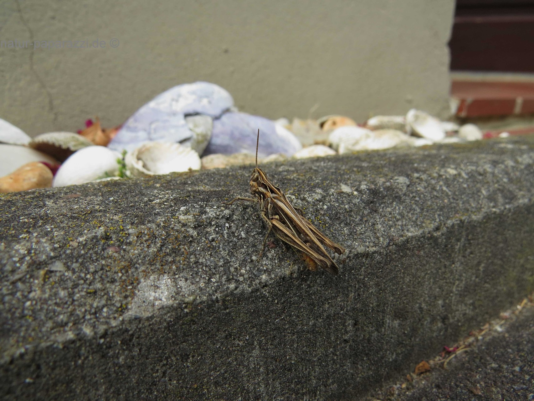 Nachtigall Grashüpfer Weibchen
