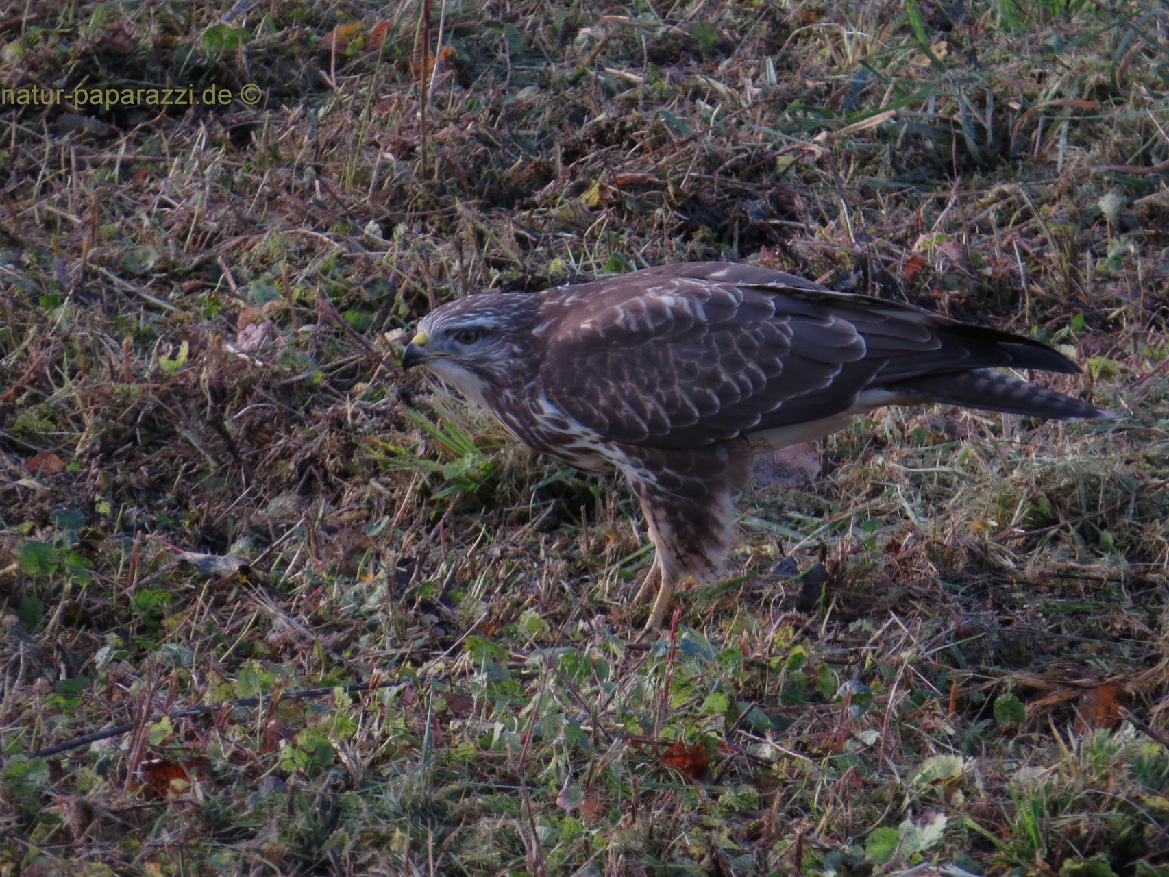 Mäusebussard