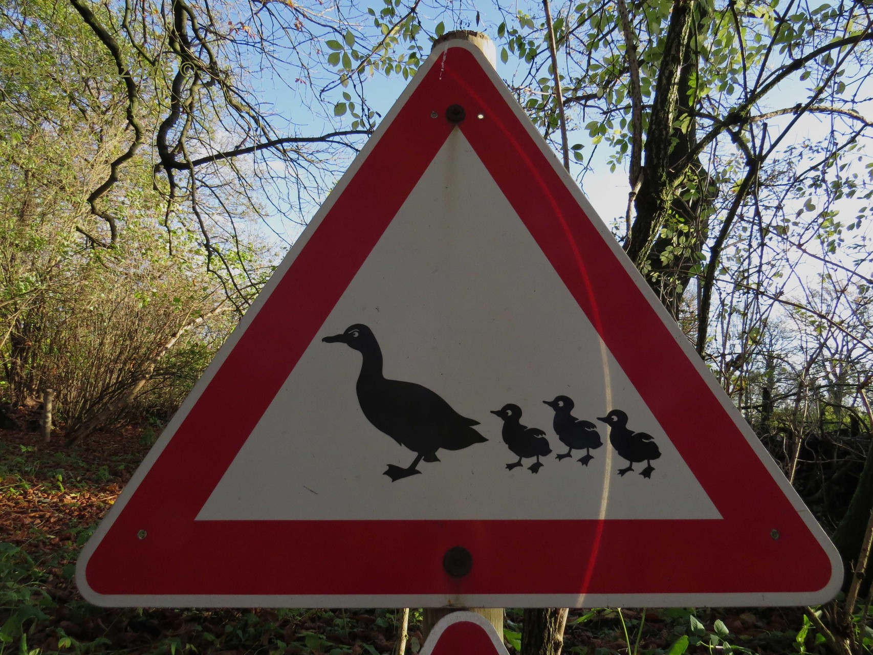 Hier haben Enten "Vorfahrt" ;o)