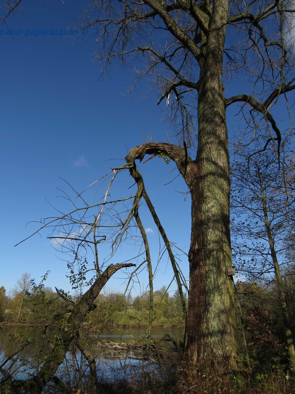 Abgebrochener Ast