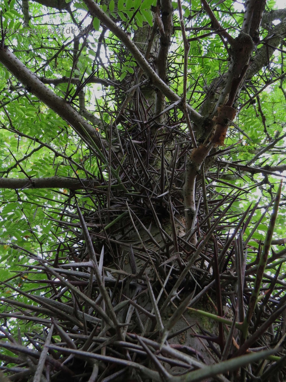Wer hat Lust auf eine Kletterpartie auf dem Kaspischen Lerderhülsenbaum? ;o)